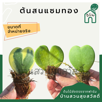 หัวใจใบเดียว ห่อลูกกระตุ้ม เหมาะสำหรับทำของชำร่วย หรือ สำหรับส่งออก