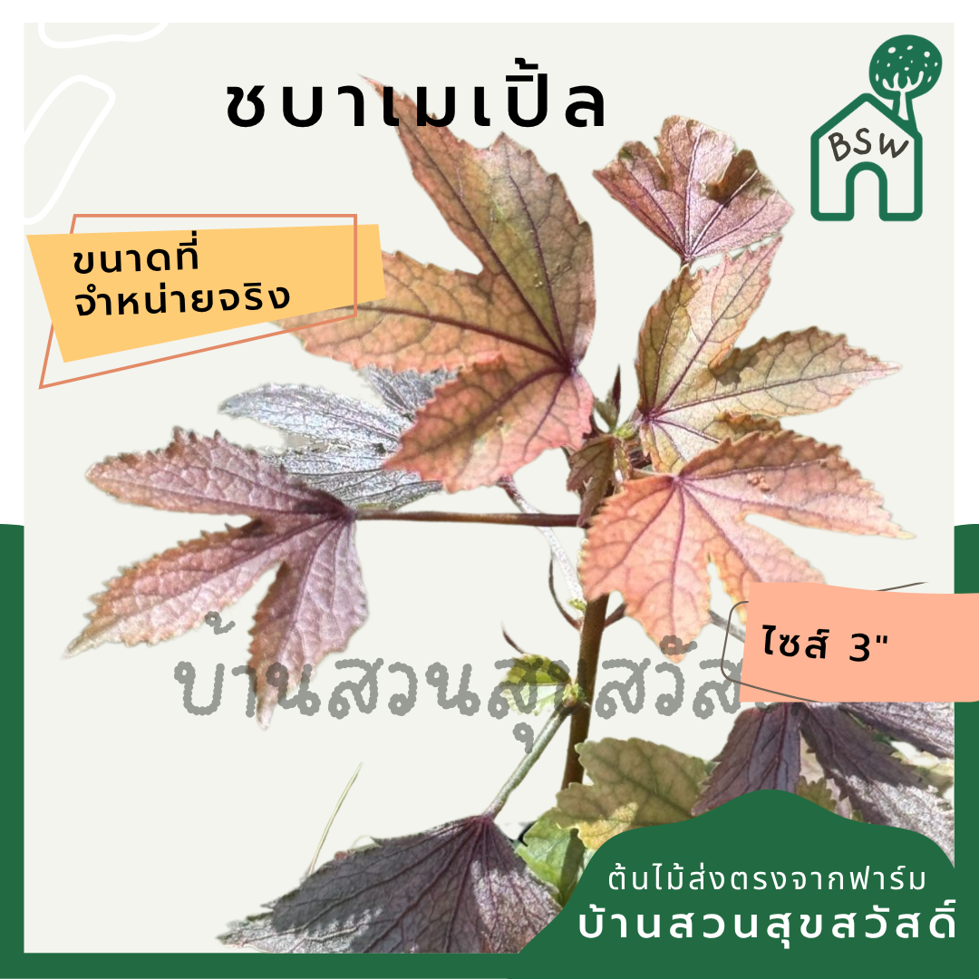 ชบาเมเปิ้ล พร้อมกระถาง 3- 11 นิ้ว