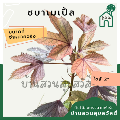 ชบาเมเปิ้ล พร้อมกระถาง 3- 11 นิ้ว