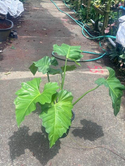 ฟิโลเดนดรอน หูช้าง Philodendron giganteum Schott  ส่งพร้อมกระถาง 8-11 นิ้ว
