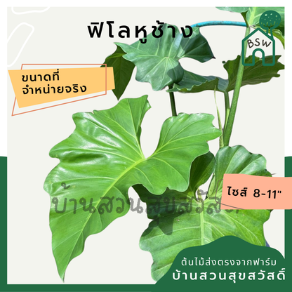 ฟิโลเดนดรอน หูช้าง Philodendron giganteum Schott  ส่งพร้อมกระถาง 8-11 นิ้ว