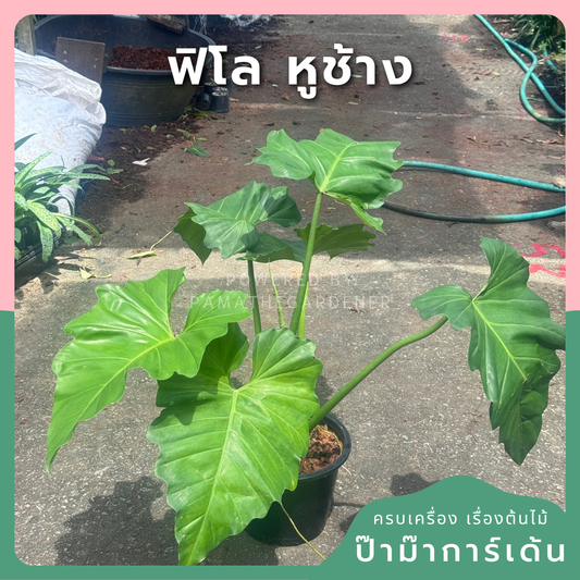 ฟิโลเดนดรอน หูช้าง Philodendron giganteum Schott  ส่งพร้อมกระถาง 8-11 นิ้ว
