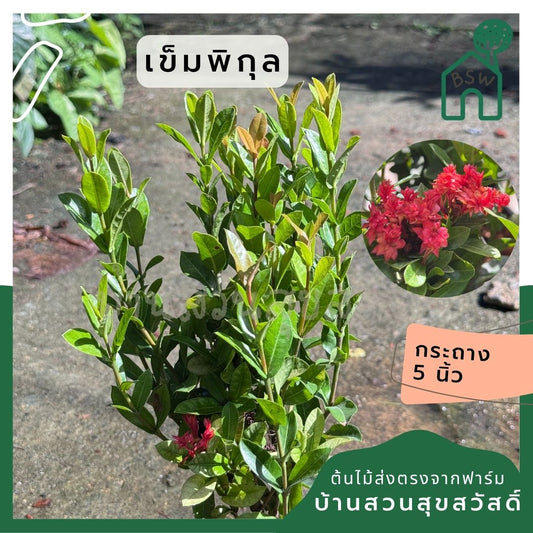 เข็มพิกุล กระถาง 5 นิ้ว