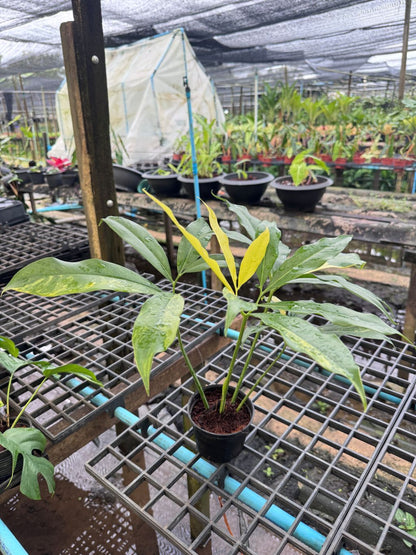 โกลดิอี้ด่าง The Characteristics of the Philodendron Goeldii Variegated  กระถาง 4-5 นิ้ว