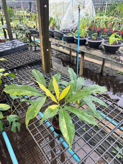 โกลดิอี้ด่าง The Characteristics of the Philodendron Goeldii Variegated  กระถาง 4-5 นิ้ว