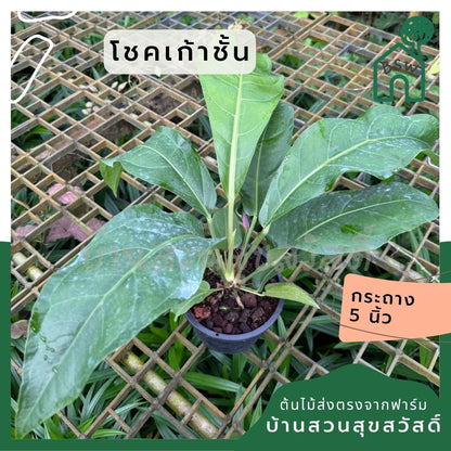 โชคเก้าชั้น ส่งพร้อมกระถาง ขนาด 5 นิ้ว