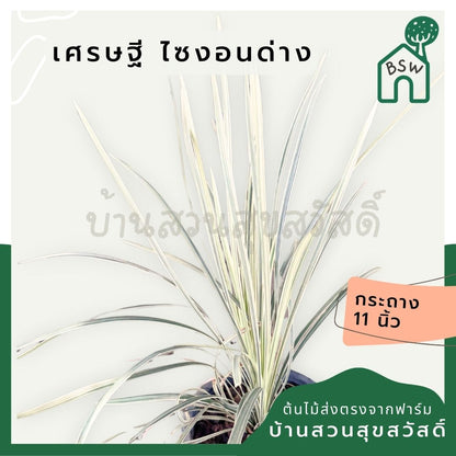 เศรษฐี ไซงอนด่าง กระถาง 11 นิ้ว