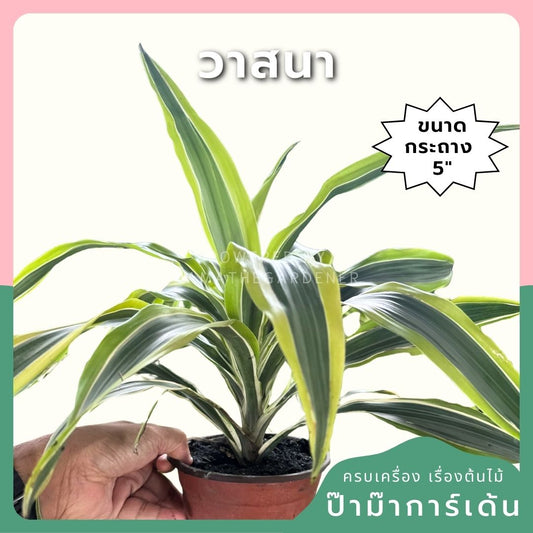 วาสนา แบบต้นด่างเหลือง พร้อมกระถาง 5 นิ้ว