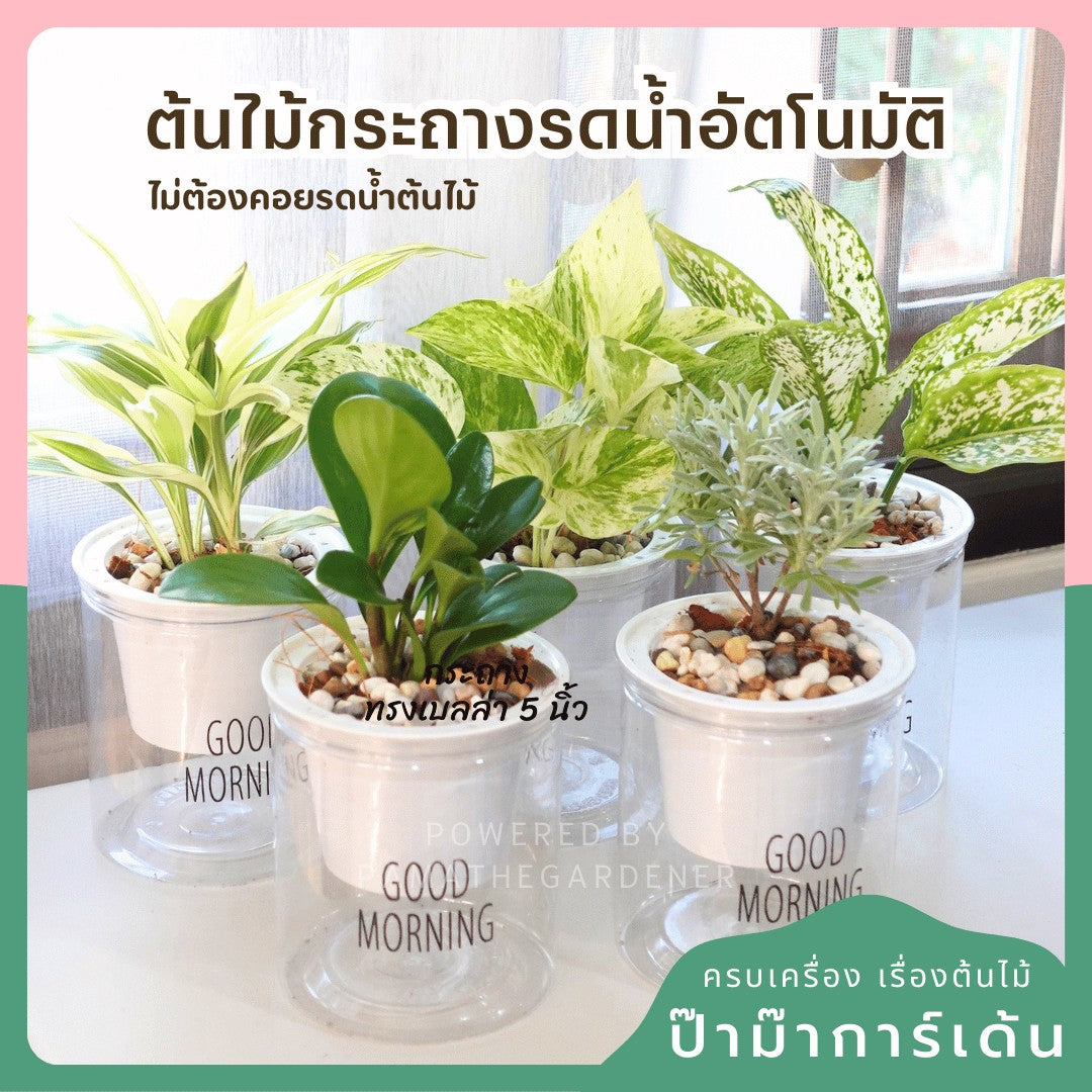 ต้นไม้ฟอกอากาศ ต้นไม้มงคล พร้อมกระถางรดน้ำอัตโนมัต 4"นิ้ว แถมหินฟรี