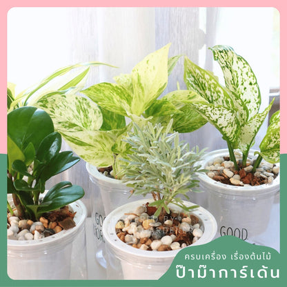 ต้นไม้ฟอกอากาศ ต้นไม้มงคล พร้อมกระถางรดน้ำอัตโนมัต 4"นิ้ว แถมหินฟรี