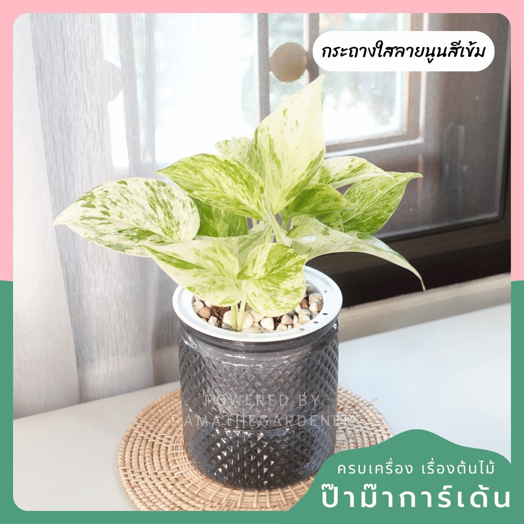 ต้นไม้ฟอกอากาศ ต้นไม้มงคล พร้อมกระถางรดน้ำอัตโนมัต 4"นิ้ว แถมหินฟรี