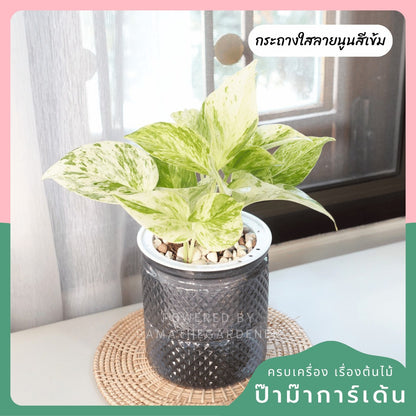 ต้นไม้ฟอกอากาศ ต้นไม้มงคล พร้อมกระถางรดน้ำอัตโนมัต 4"นิ้ว แถมหินฟรี