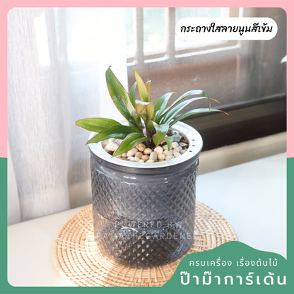 ต้นไม้ฟอกอากาศ ต้นไม้มงคล พร้อมกระถางรดน้ำอัตโนมัต 4"นิ้ว แถมหินฟรี