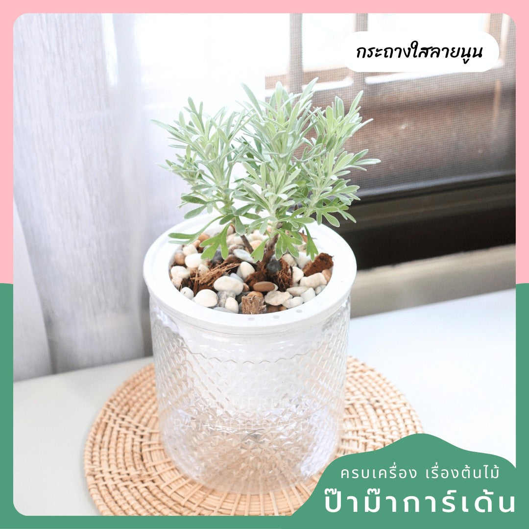 ต้นไม้ฟอกอากาศ ต้นไม้มงคล พร้อมกระถางรดน้ำอัตโนมัต 4"นิ้ว แถมหินฟรี