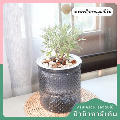 ต้นไม้ฟอกอากาศ ต้นไม้มงคล พร้อมกระถางรดน้ำอัตโนมัต 4"นิ้ว แถมหินฟรี