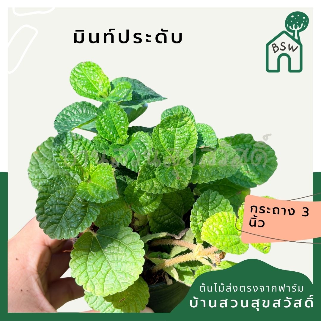มินท์ประดับ 3–6 นิ้ว – Ornamental Mint