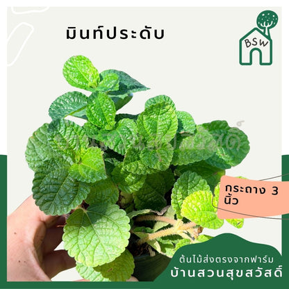 มินท์ประดับ 3–6 นิ้ว – Ornamental Mint