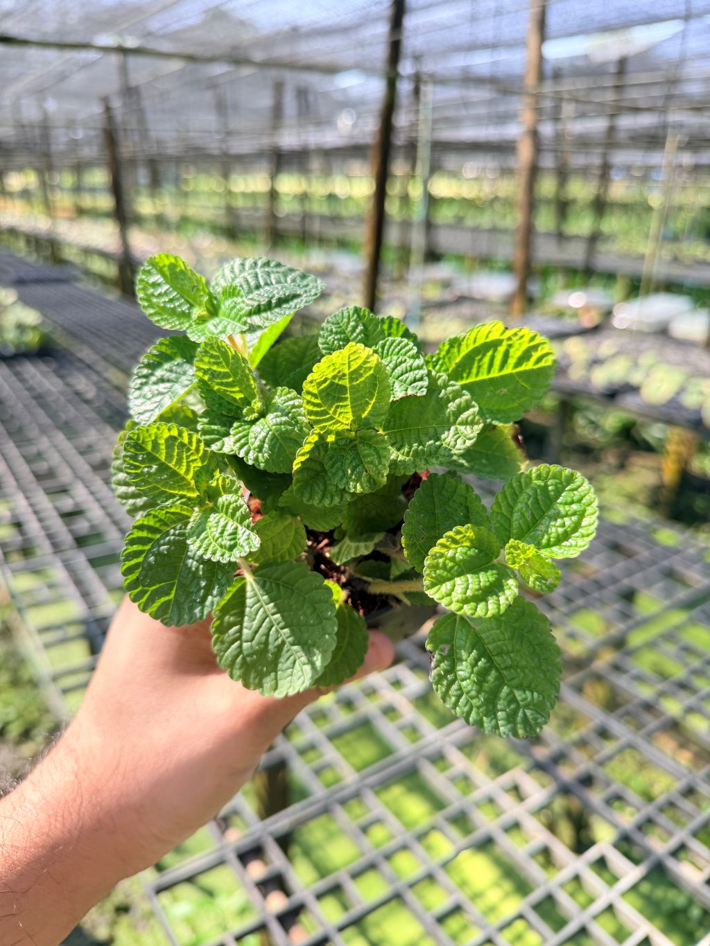 มินท์ประดับ 3–6 นิ้ว – Ornamental Mint