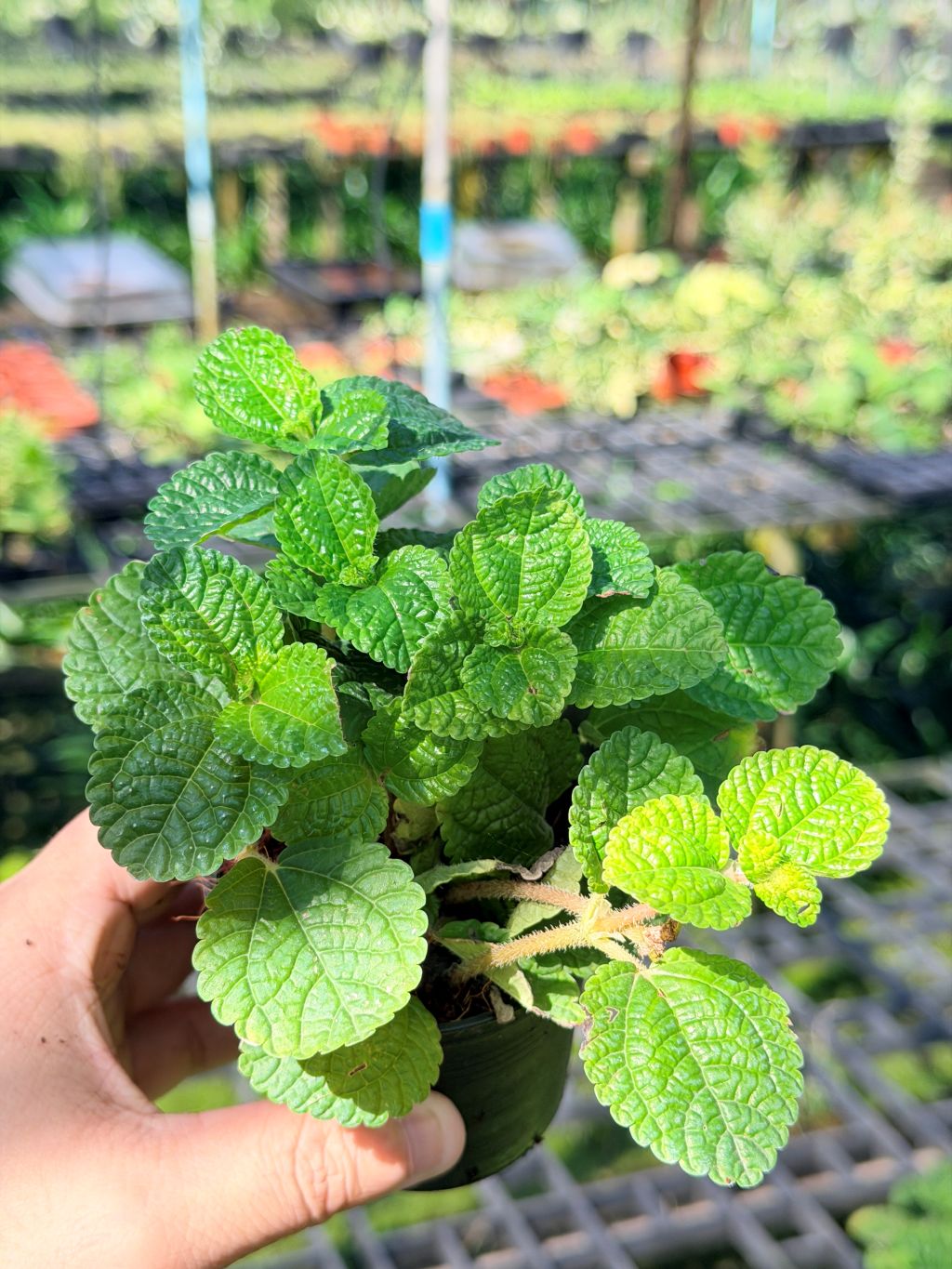 มินท์ประดับ 3–6 นิ้ว – Ornamental Mint
