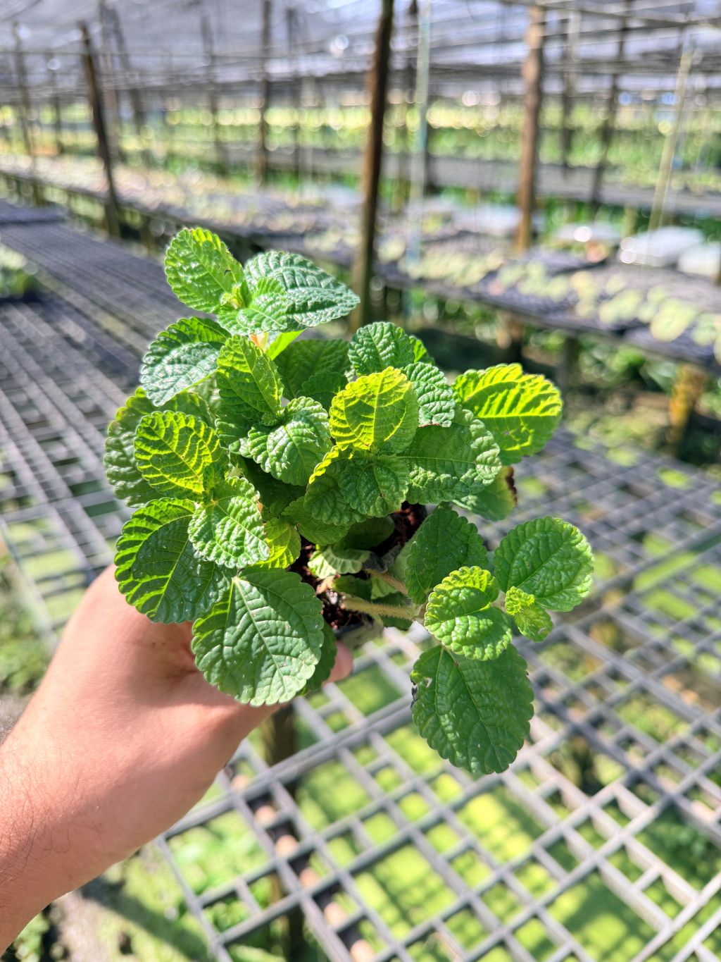 มินท์ประดับ 3–6 นิ้ว – Ornamental Mint