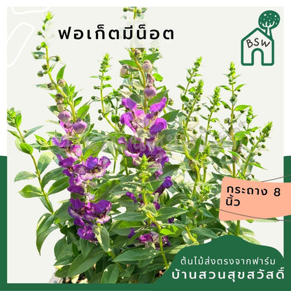 ฟอเก็ตมีน็อต 8 นิ้ว – Forget Me Not