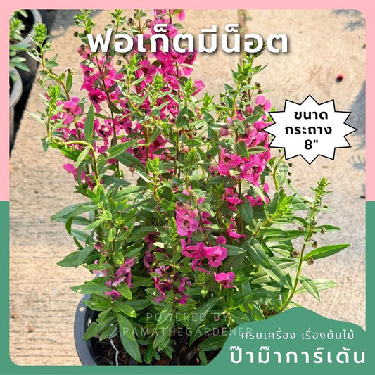 ฟอเก็ตมีน็อต 8 นิ้ว – Forget Me Not