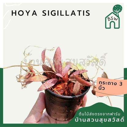 โฮย่า แมลงปอ กระถาง 3 นิ้ว - Hoya Sigillatis (ไม้ใบสวย น่าสะสม)