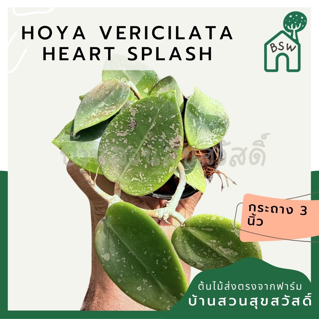 โฮย่า เวอร์ทิซิลลาต้า ฮาร์ท สแปลช กระถาง 3 นิ้ว - Hoya Verticillata Heart Splash