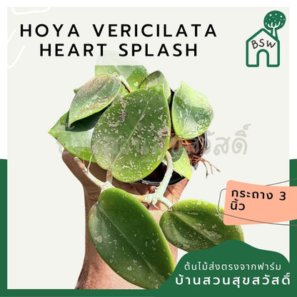 โฮย่า เวอร์ทิซิลลาต้า ฮาร์ท สแปลช กระถาง 3 นิ้ว - Hoya Verticillata Heart Splash