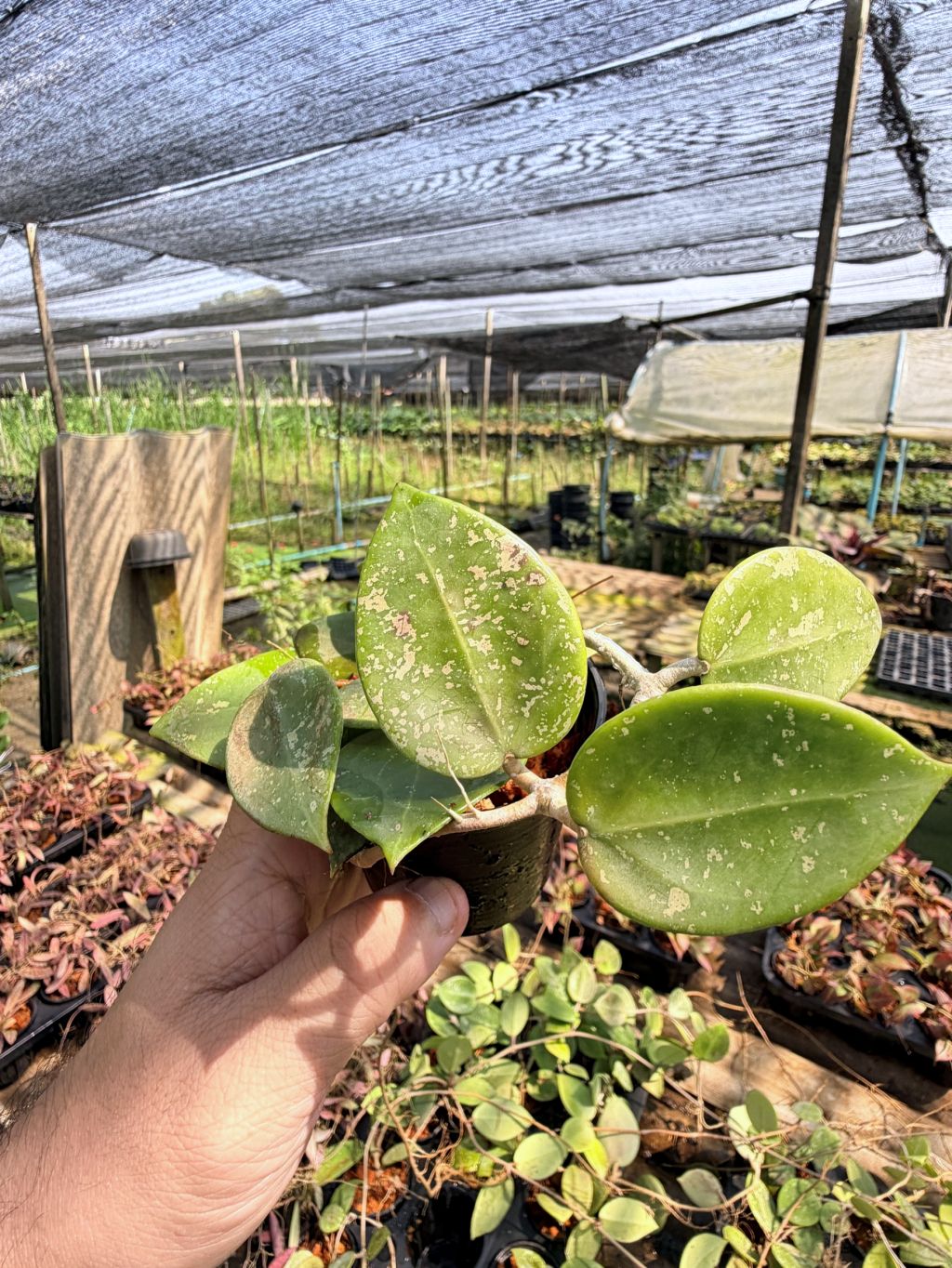 โฮย่า เวอร์ทิซิลลาต้า ฮาร์ท สแปลช กระถาง 3 นิ้ว - Hoya Verticillata Heart Splash