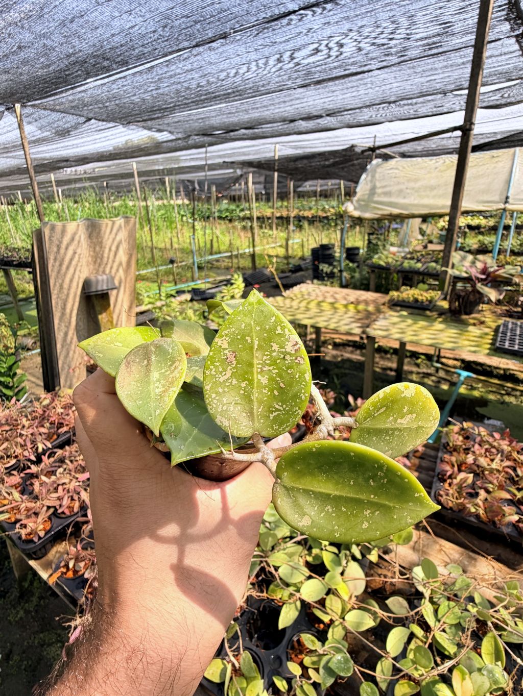 โฮย่า เวอร์ทิซิลลาต้า ฮาร์ท สแปลช กระถาง 3 นิ้ว - Hoya Verticillata Heart Splash