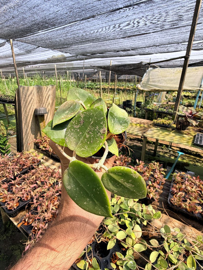 โฮย่า เวอร์ทิซิลลาต้า ฮาร์ท สแปลช กระถาง 3 นิ้ว - Hoya Verticillata Heart Splash