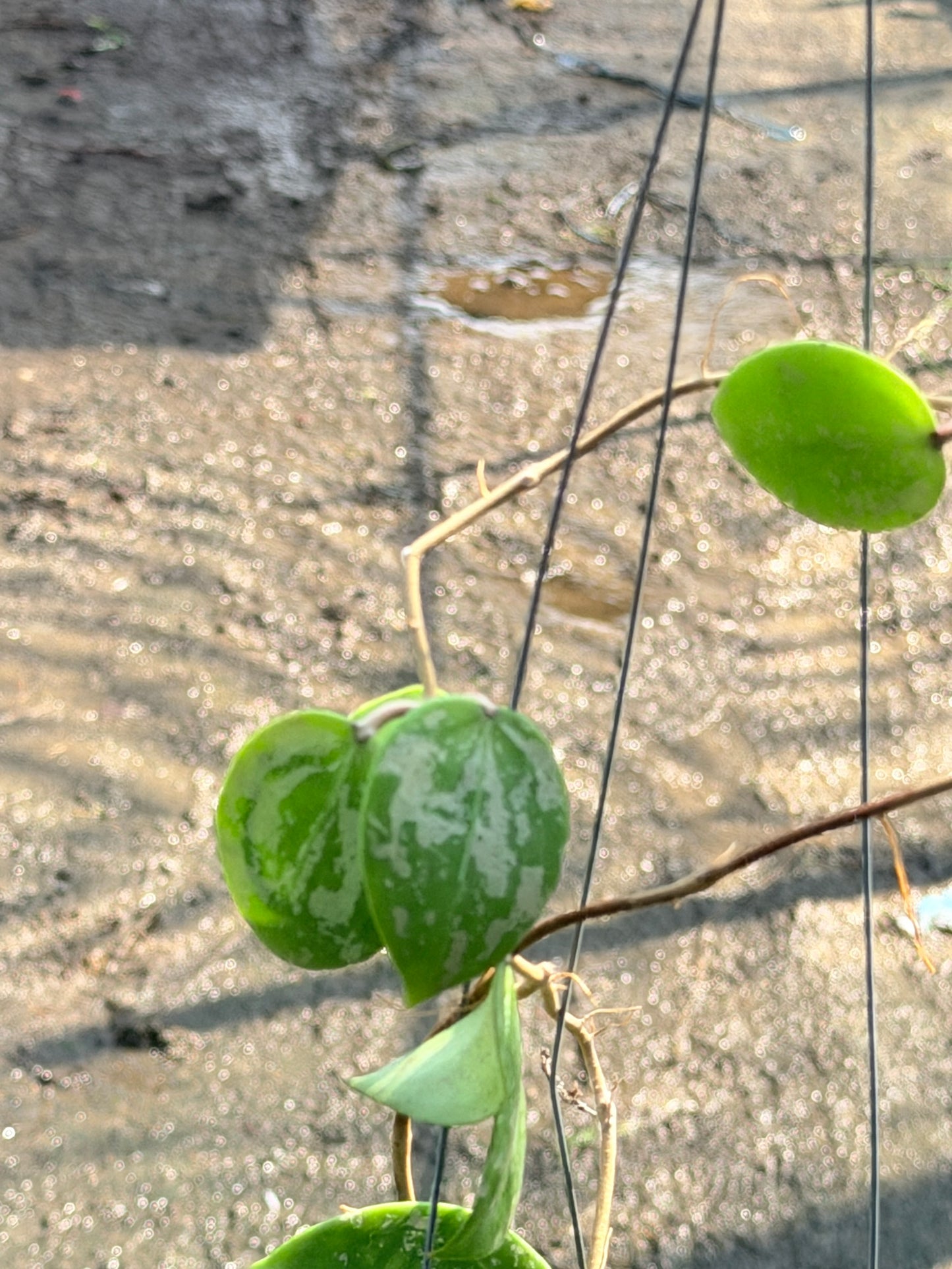 โฮย่า เวอร์ทิซิลลาต้า ฮาร์ท สแปลช กระถาง 4 นิ้ว - Hoya Verticillata Heart Splash