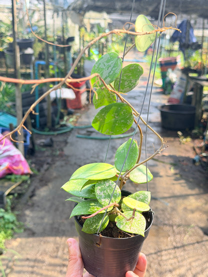 โฮย่า เวอร์ทิซิลลาต้า ฮาร์ท สแปลช กระถาง 4 นิ้ว - Hoya Verticillata Heart Splash