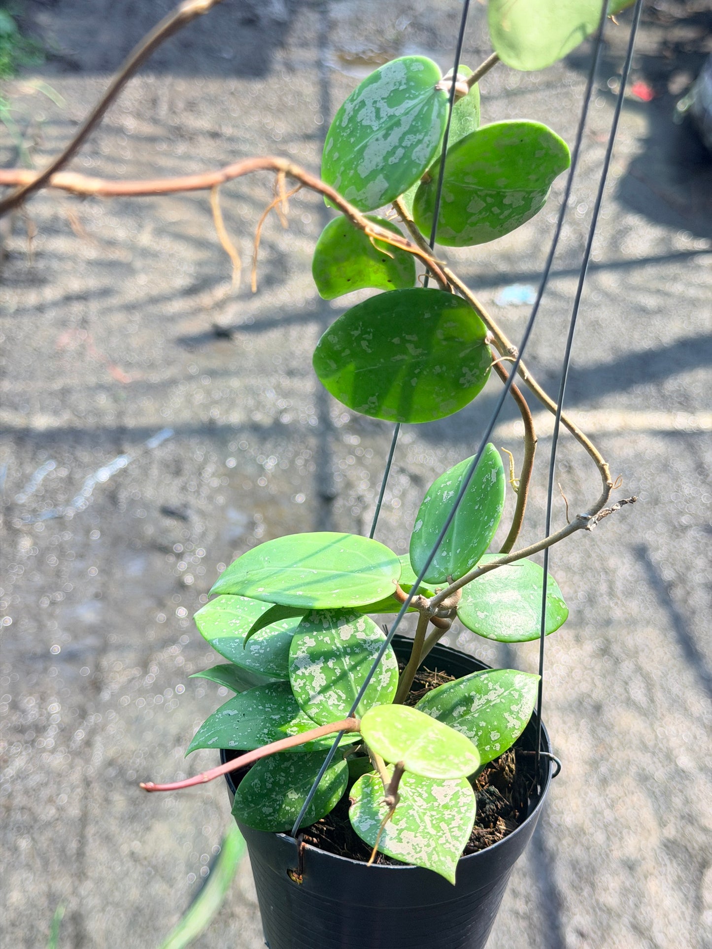 โฮย่า เวอร์ทิซิลลาต้า ฮาร์ท สแปลช กระถาง 4 นิ้ว - Hoya Verticillata Heart Splash