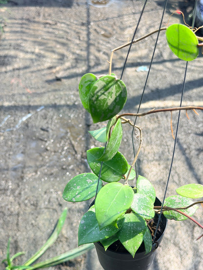 โฮย่า เวอร์ทิซิลลาต้า ฮาร์ท สแปลช กระถาง 4 นิ้ว - Hoya Verticillata Heart Splash