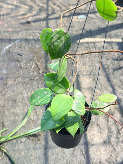 โฮย่า เวอร์ทิซิลลาต้า ฮาร์ท สแปลช กระถาง 4 นิ้ว - Hoya Verticillata Heart Splash