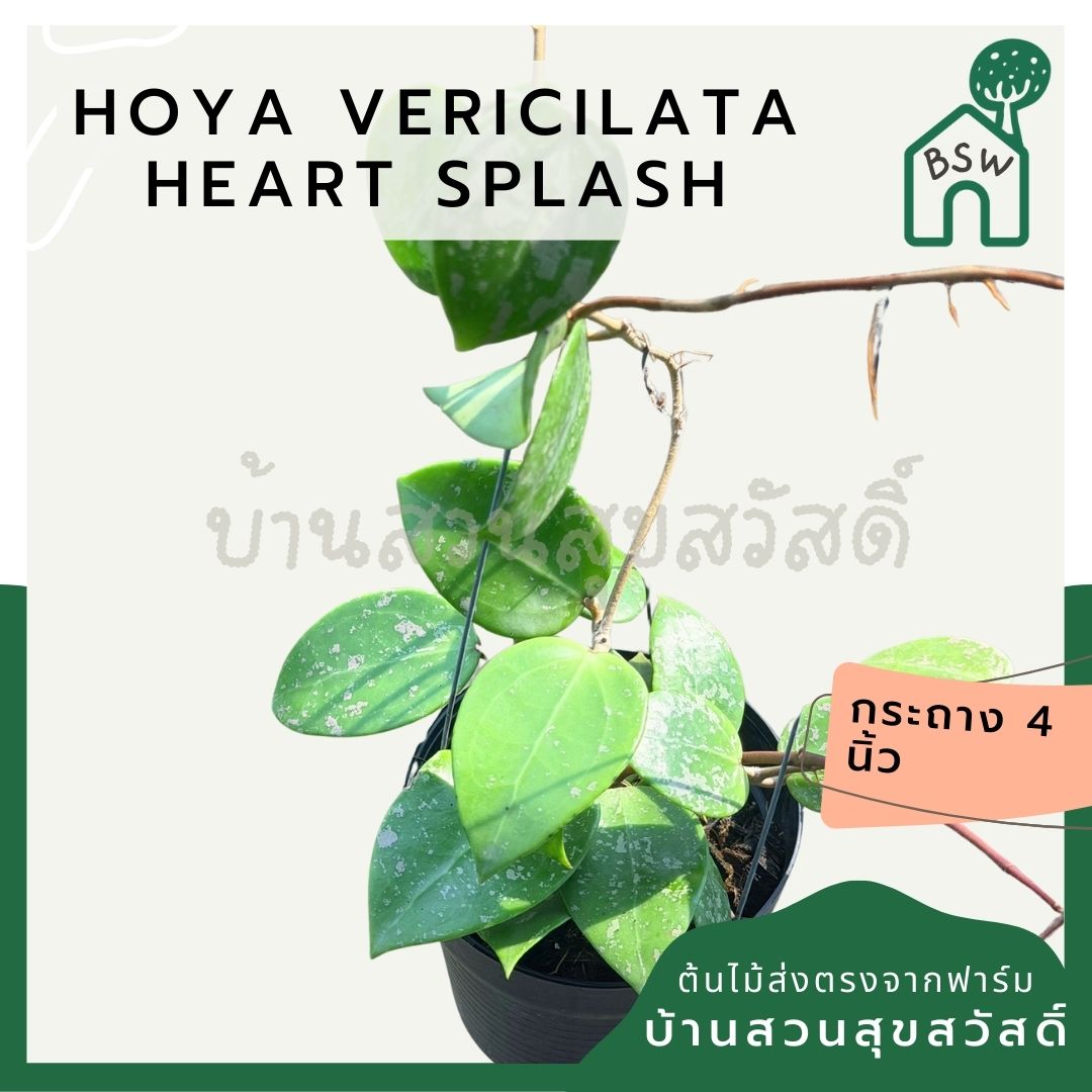 โฮย่า เวอร์ทิซิลลาต้า ฮาร์ท สแปลช กระถาง 4 นิ้ว - Hoya Verticillata Heart Splash