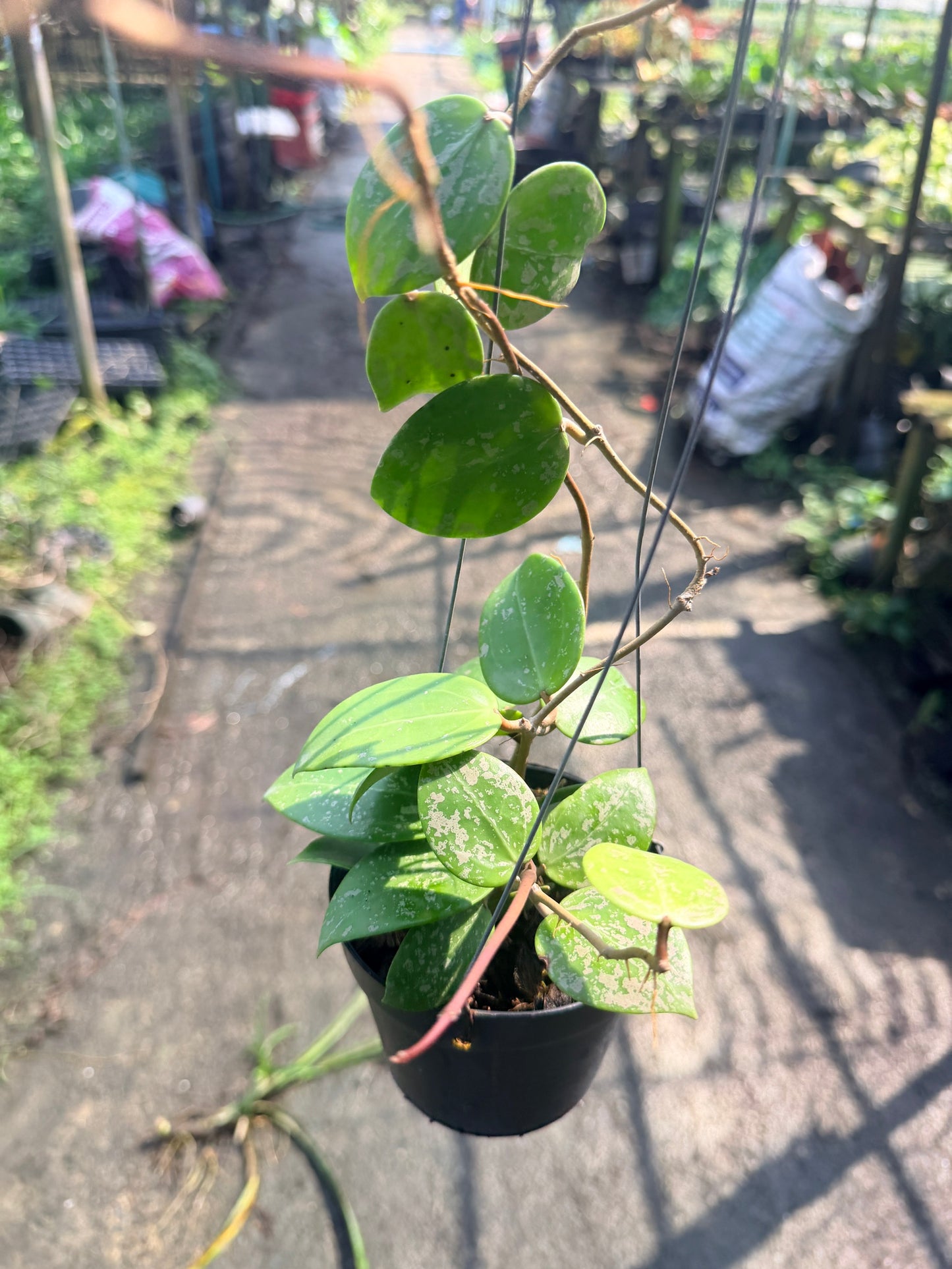 โฮย่า เวอร์ทิซิลลาต้า ฮาร์ท สแปลช กระถาง 4 นิ้ว - Hoya Verticillata Heart Splash