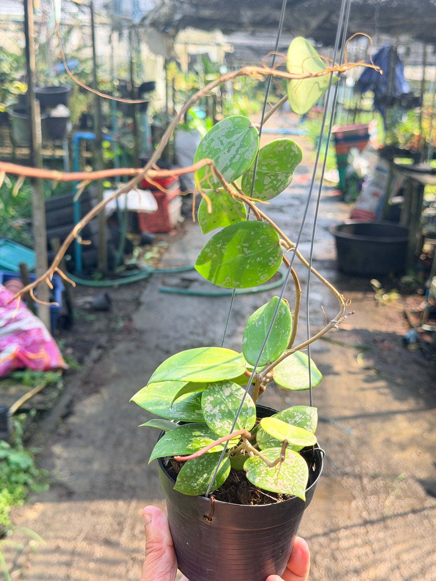 โฮย่า เวอร์ทิซิลลาต้า ฮาร์ท สแปลช กระถาง 4 นิ้ว - Hoya Verticillata Heart Splash