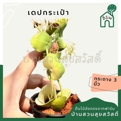 เดปกระเป๋าเศรษฐี กระถาง 3 นิ้ว - Dischidia