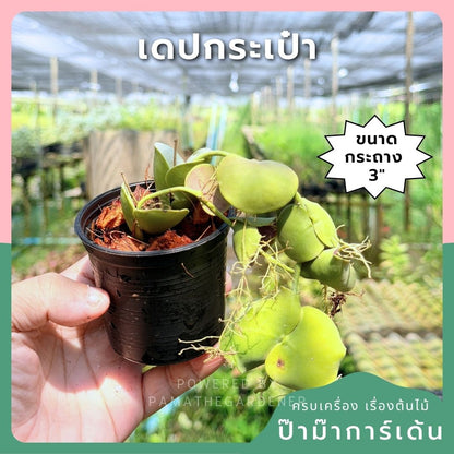 เดปกระเป๋าเศรษฐี กระถาง 3 นิ้ว - Dischidia
