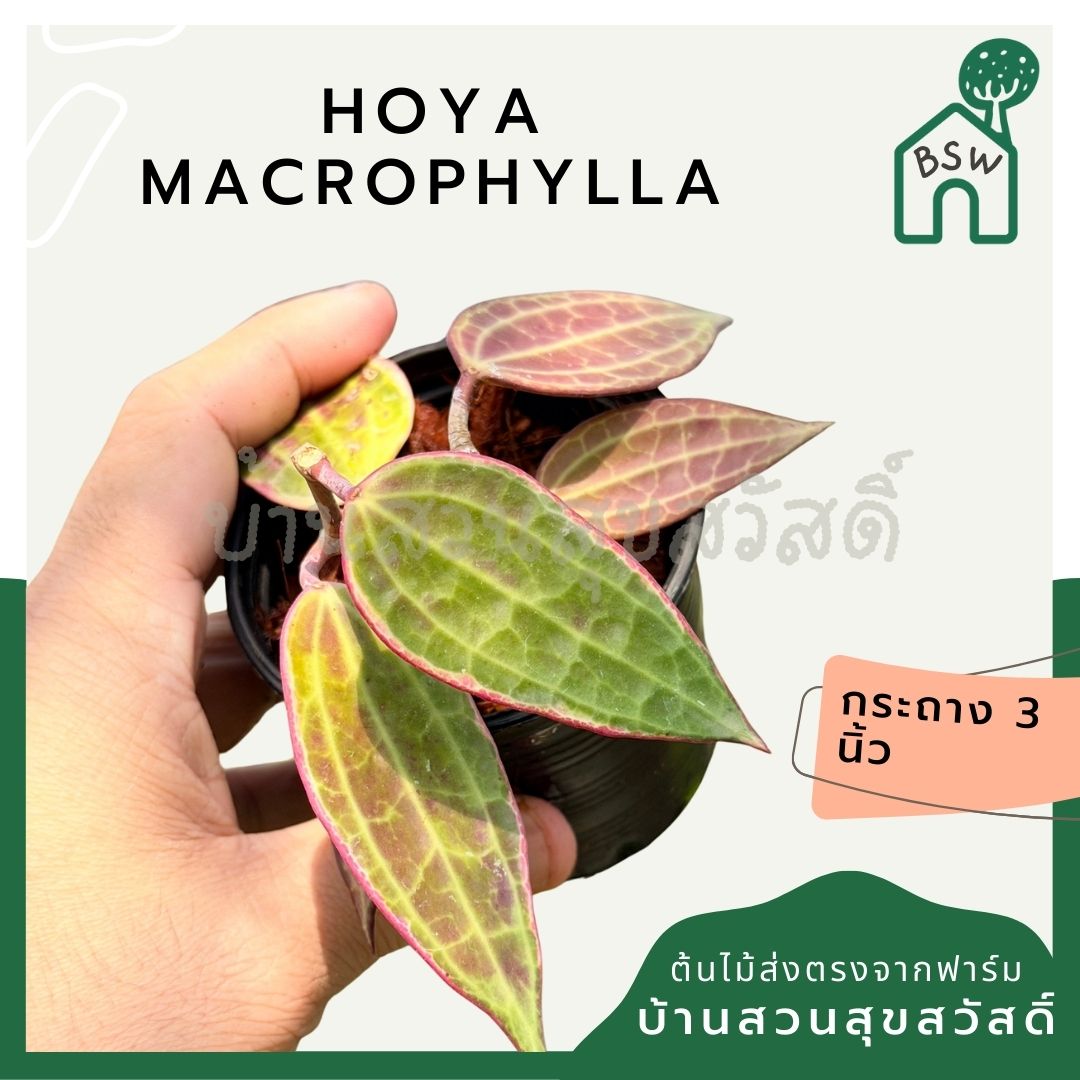 โฮย่า แมคโครฟิลลา กระถาง 3 นิ้ว - Hoya Macrophylla (ใบสวยลายชัด)
