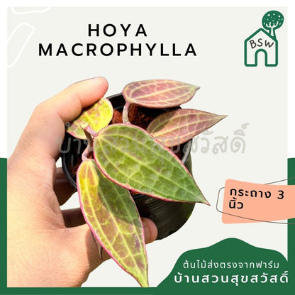 โฮย่า แมคโครฟิลลา กระถาง 3 นิ้ว - Hoya Macrophylla (ใบสวยลายชัด)