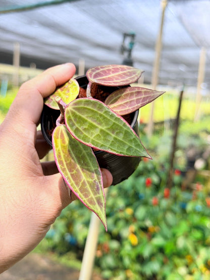 โฮย่า แมคโครฟิลลา กระถาง 3 นิ้ว - Hoya Macrophylla (ใบสวยลายชัด)
