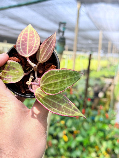 โฮย่า แมคโครฟิลลา กระถาง 3 นิ้ว - Hoya Macrophylla (ใบสวยลายชัด)