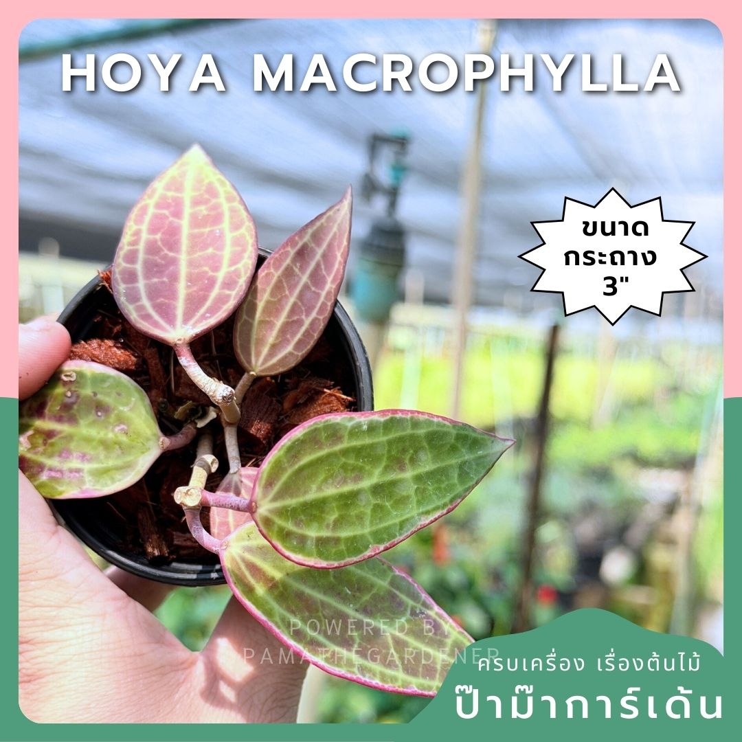 โฮย่า แมคโครฟิลลา กระถาง 3 นิ้ว - Hoya Macrophylla (ใบสวยลายชัด)