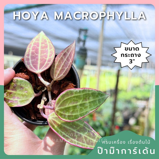 โฮย่า แมคโครฟิลลา กระถาง 3 นิ้ว - Hoya Macrophylla (ใบสวยลายชัด)