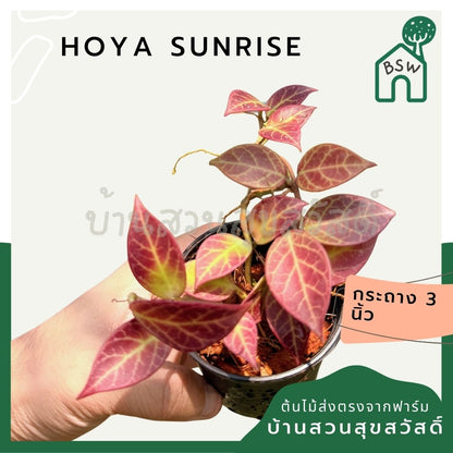 โฮย่า ซันไรซ์ กระถาง 3 นิ้ว - Hoya Sunrise (ใบเปลี่ยนสีได้)