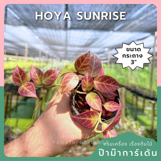 โฮย่า ซันไรซ์ กระถาง 3 นิ้ว - Hoya Sunrise (ใบเปลี่ยนสีได้)